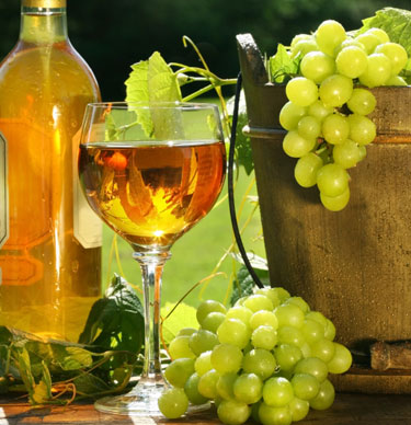 nho chardonnay